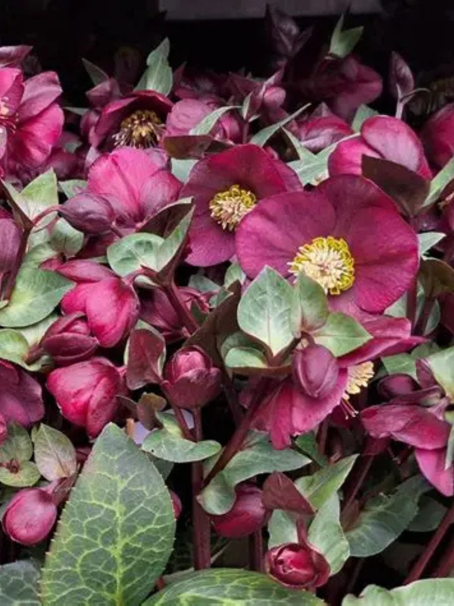 Hellebore 'Vibey Velvet' 1G
